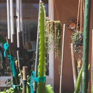 Tricia Dragon Fruit cutting